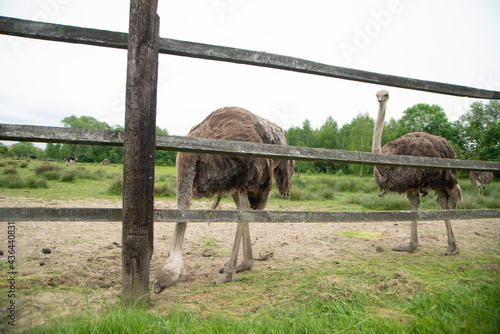 Ostrich on the farm behind the fence. Big bird close up. Farmer breeding of ostriches in Ukraine Zakarpattia region