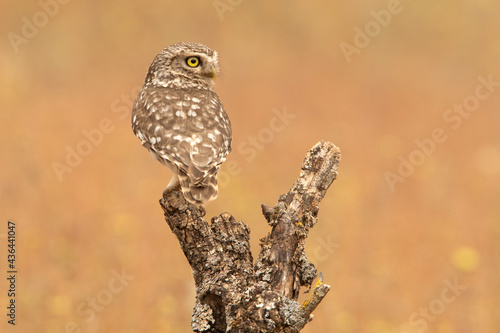 Little owl at its favorite perch in an oak forest with the last lights of the day