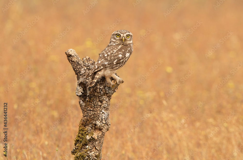 Little owl at its favorite perch with the last evening lights of a late spring day Little owl at its favorite perch with the last evening lights of a late spring day