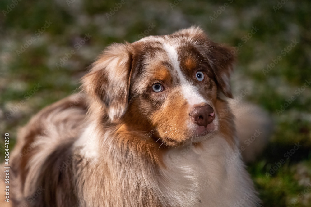Young Australian Shepherd dog head, with blue eyes, He sits outside at night. There is snow on the grass, off the campsite