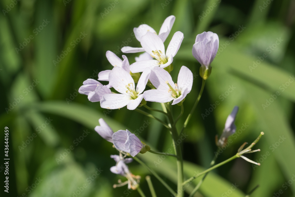 Obraz premium Nahaufnahme der Blüte des Wiesenschaumkraut, Cardamine pratensis. Wiesenschaumkraut gehört zu den Kreuzblütlern und wächst auf nährstoffreichen Feuchtwiesen.