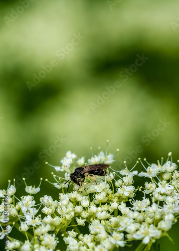 fly on a flower © Ingemar