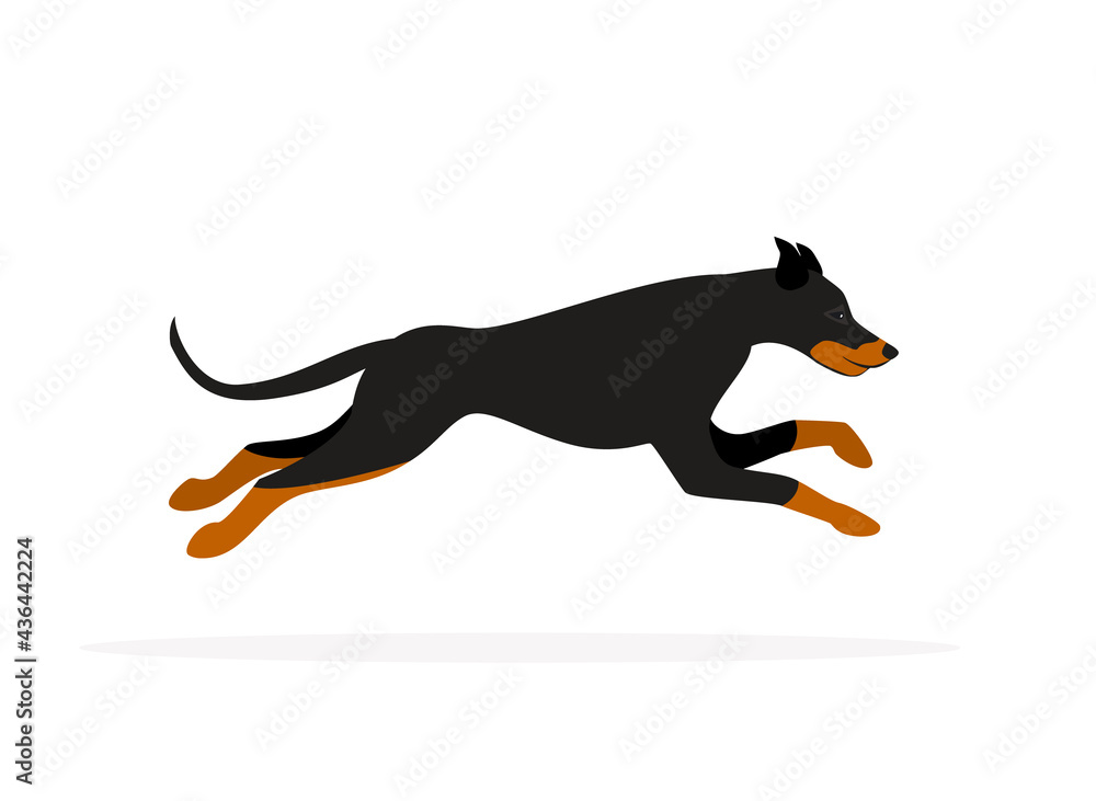 Fototapeta premium doberman pinscher dog running isolated vector graphic