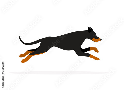 doberman pinscher dog running isolated vector graphic