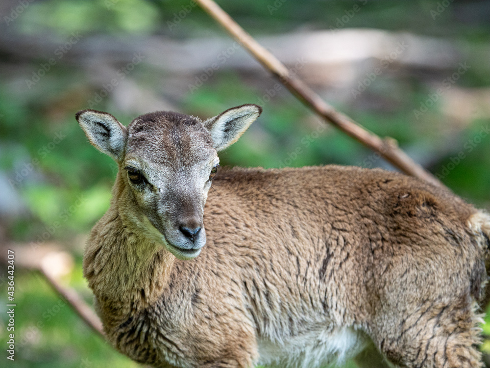 deer in the forest deer in the forest