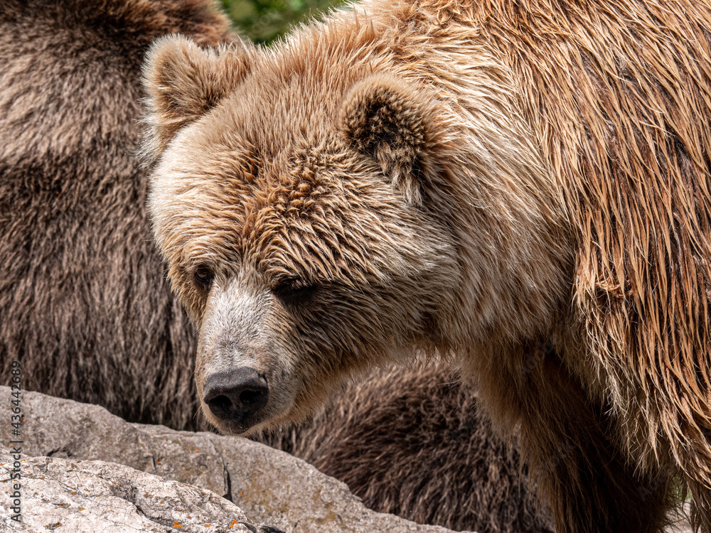 Fototapeta premium brown bear portrait