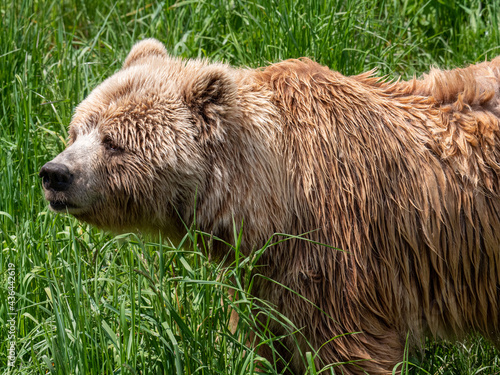 brown bear  in the grass