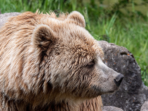 brown bear portrait