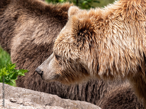 brown bear portrait