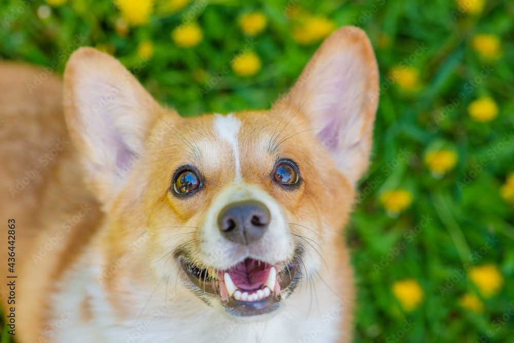 A dog of the corgi breed on a walk looks at the camera with a smile on the background of a field with yellow dandelions A dog of the corgi breed on a walk looks at the camera with a smile on the background of a field with yellow dandelions