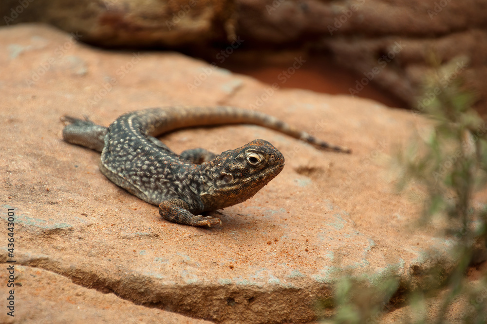 Sydney Australia, central netted dragon is a native animal found in arid areas Sydney Australia, central netted dragon is a native animal found in arid areas