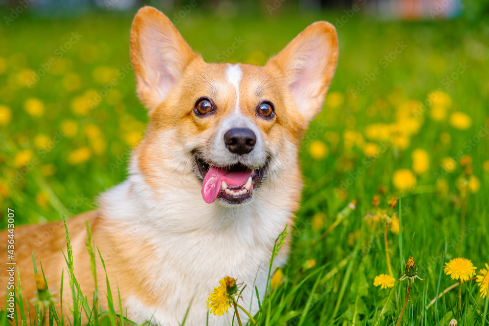 Corgi dog for a walk in a summer park against the background of a field with yellow dandelions looking into the frame with his tongue out