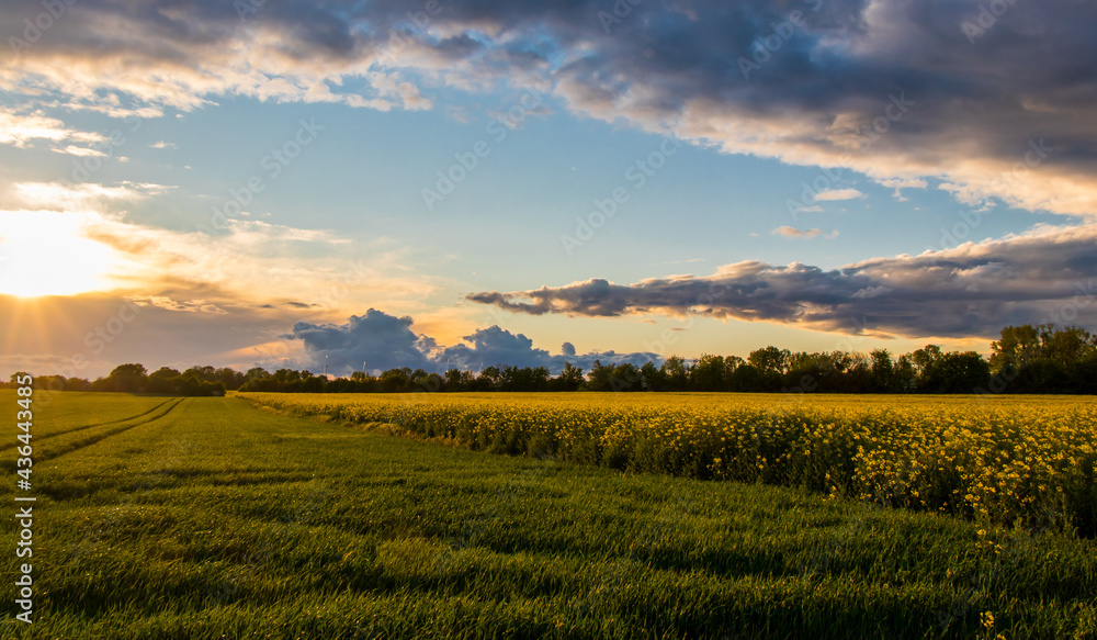 Obraz premium Abendsonne, Wolken, Raps