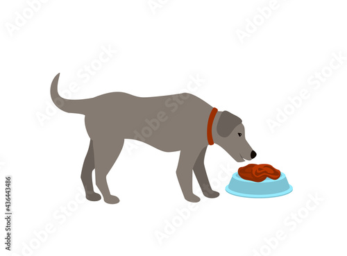 dog eating raw food meat cartoon isolated vector illustration scene