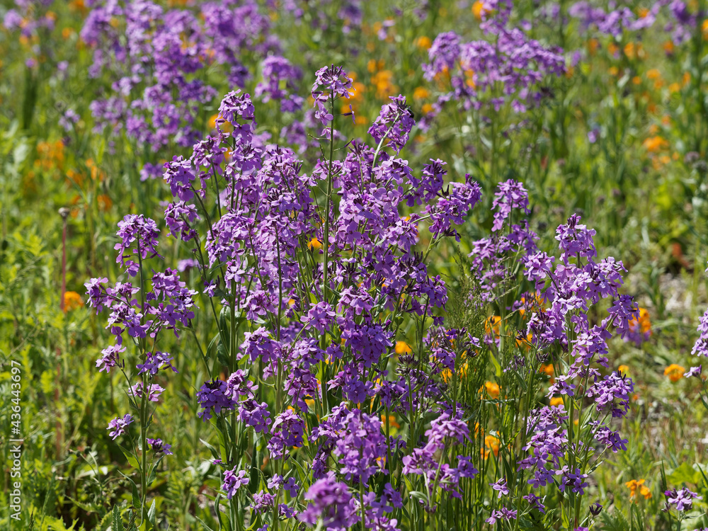 Hesperis matronalis | Prairie couverte de fleurs de julienne ou giroflée des dames sur tiges ramifiées portant des grappes de fleurs mauve et rose lilas Hesperis matronalis | Prairie couverte de fleurs de julienne ou giroflée des dames sur tiges ramifiées portant des grappes de fleurs mauve et rose lilas