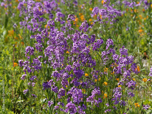 Hesperis matronalis | Prairie couverte de fleurs de julienne ou giroflée des dames sur tiges ramifiées portant des grappes de fleurs mauve et rose lilas
