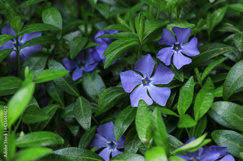 Canvas Print Lilac periwinkle Vinca flowers on a dark green leaves background