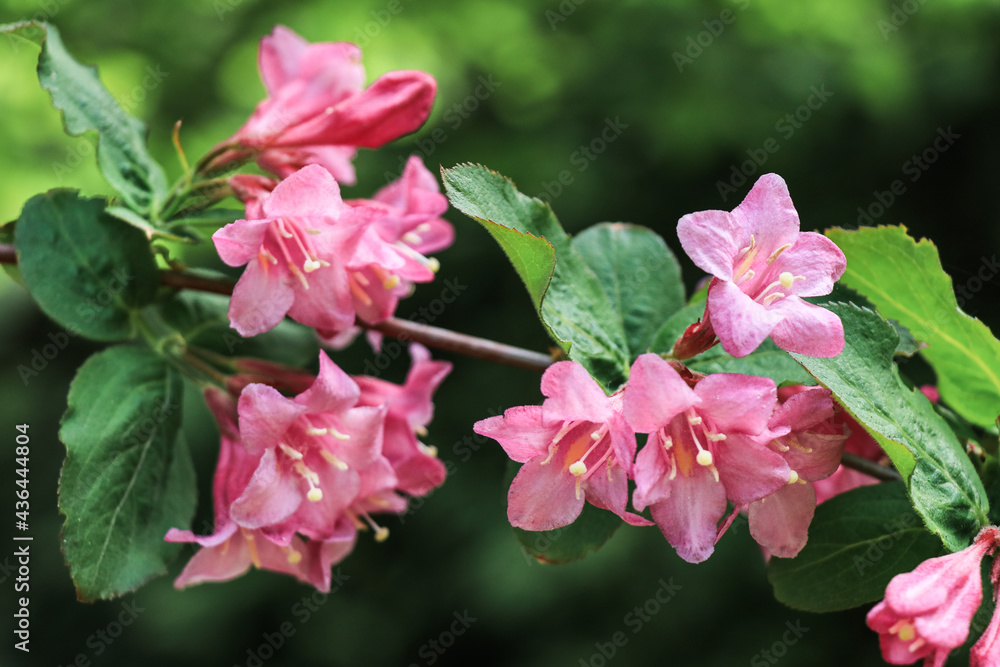 Bright pink flowers of rhododendron plant on dark emerald green background