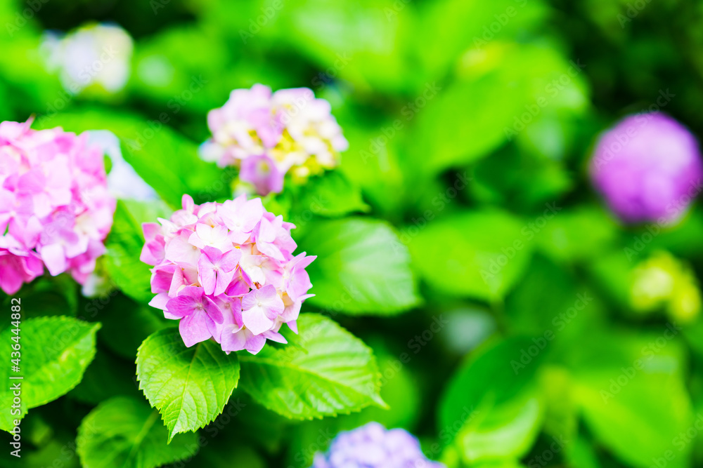 hydrangea flower in rainy season Japan hydrangea flower in rainy season Japan