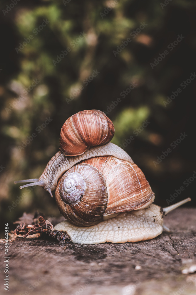 Small snail Helix pomatia climbed onto the back of a large snail on a stump in a park on a dark background. Small snail Helix pomatia climbed onto the back of a large snail on a stump in a park on a dark background.