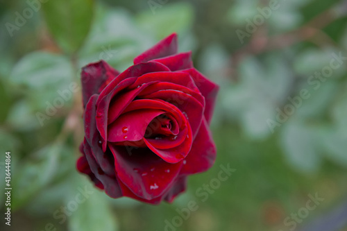Beautiful red home rose in garden . Red summer rose in the green background . red rose on a background of green foliage in the garden   Nice sunny evening .