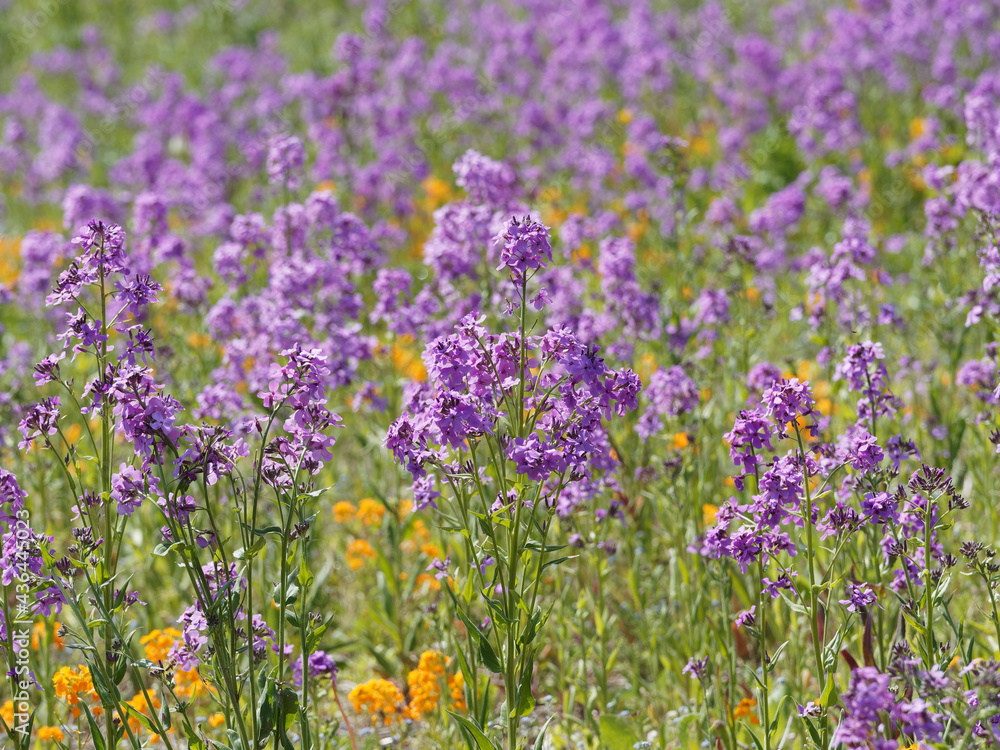 Obraz premium Hesperis matronalis | Prairie couverte de fleurs de julienne ou giroflée des dames sur tiges ramifiées portant des grappes de fleurs mauve et rose lilas