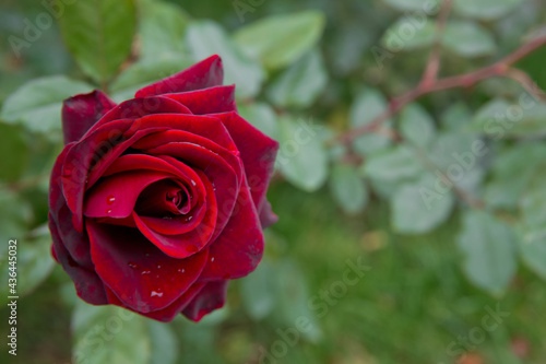Wallpaper Mural Beautiful red home rose in garden . Red summer rose in the green background . red rose on a background of green foliage in the garden , Nice sunny evening . Torontodigital.ca