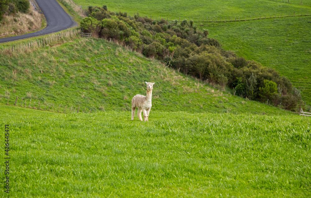 Obraz premium Farm life of New Zealand