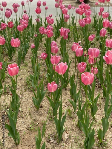 tulips in the garden