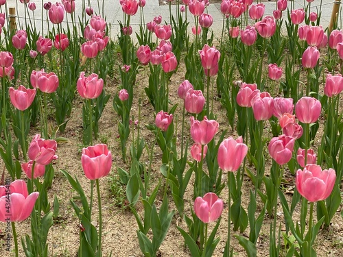 field of tulips