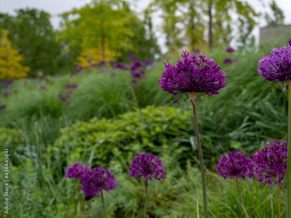 Obraz premium Allium giganteum or giant onion. Onions bloom in early summer.