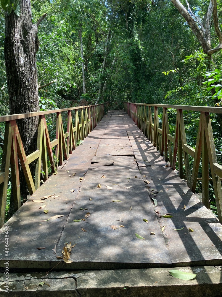 Wooden Bridge In Rainforest 