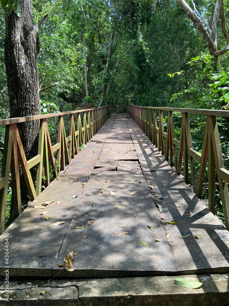 Wooden Bridge In Rainforest Wooden Bridge In Rainforest