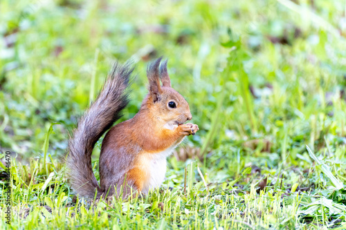 Portrait of a  squirrel sitting on a grass while eating a nut © Elena Butinova