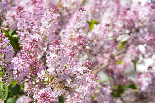 Spring lilac branch of blossoming © Elena Butinova