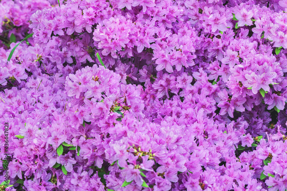 Blooming azalea. Beautiful background and unique texture. Blooming azalea. Beautiful background and unique texture.