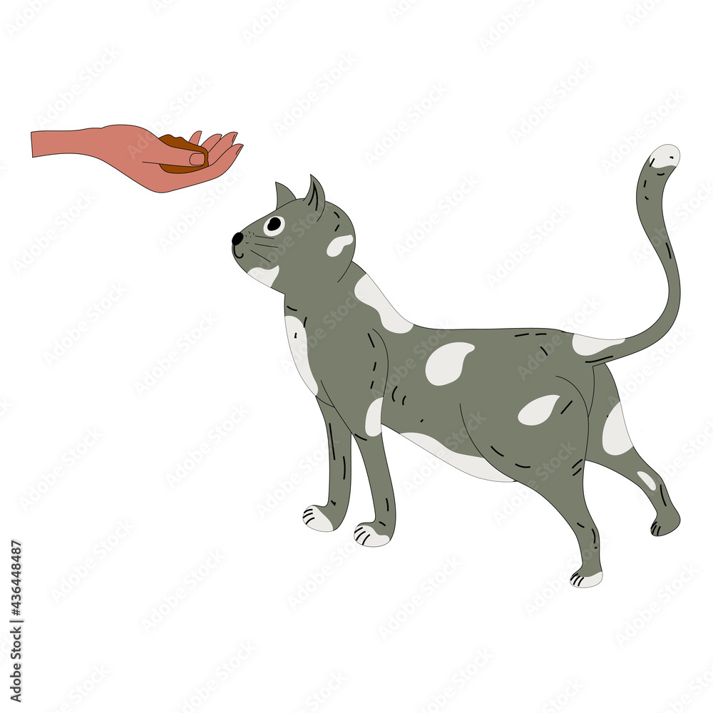 Happy cat is waiting for food, the hand of the hostess gives cat food to the gray funny cat. Vector illustration cartoon style 