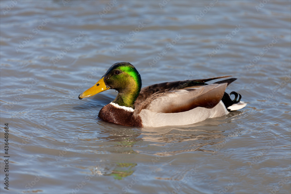 Germano reale, anatra selvatica maschio, che nuota in libertà, sulla laguna del mare a Marano lagunare. Germano reale, anatra selvatica maschio, che nuota in libertà, sulla laguna del mare a Marano lagunare.