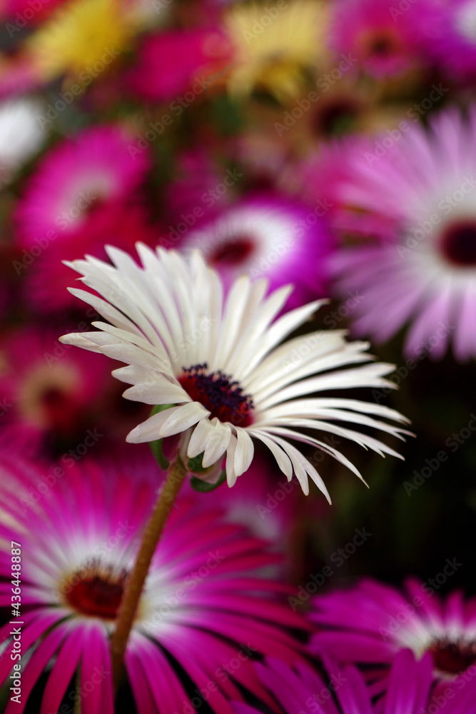 Obraz premium Mittagsblumen