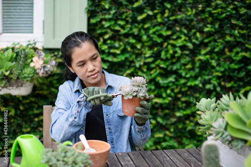 Woman gardeners hand transplanting cacti and succulents in clay pots on the wooden table. Concept of home garden.