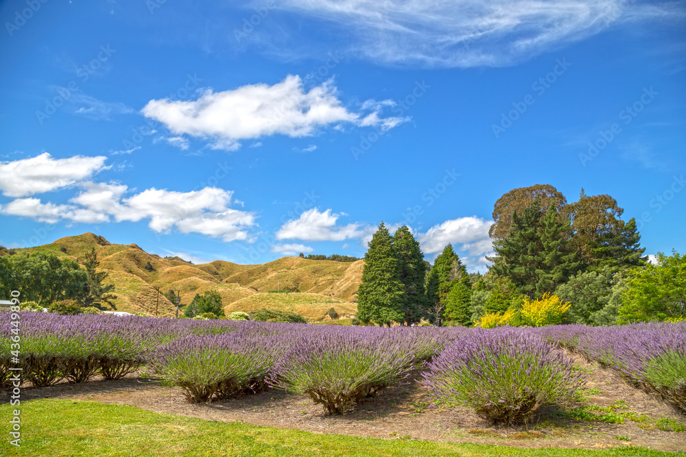 Lavender farms at Taumarunui, New Zealand.