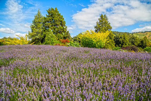 Lavender farms at Taumarunui  New Zealand.