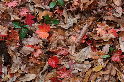 Japanese fallen leaves in Autumn