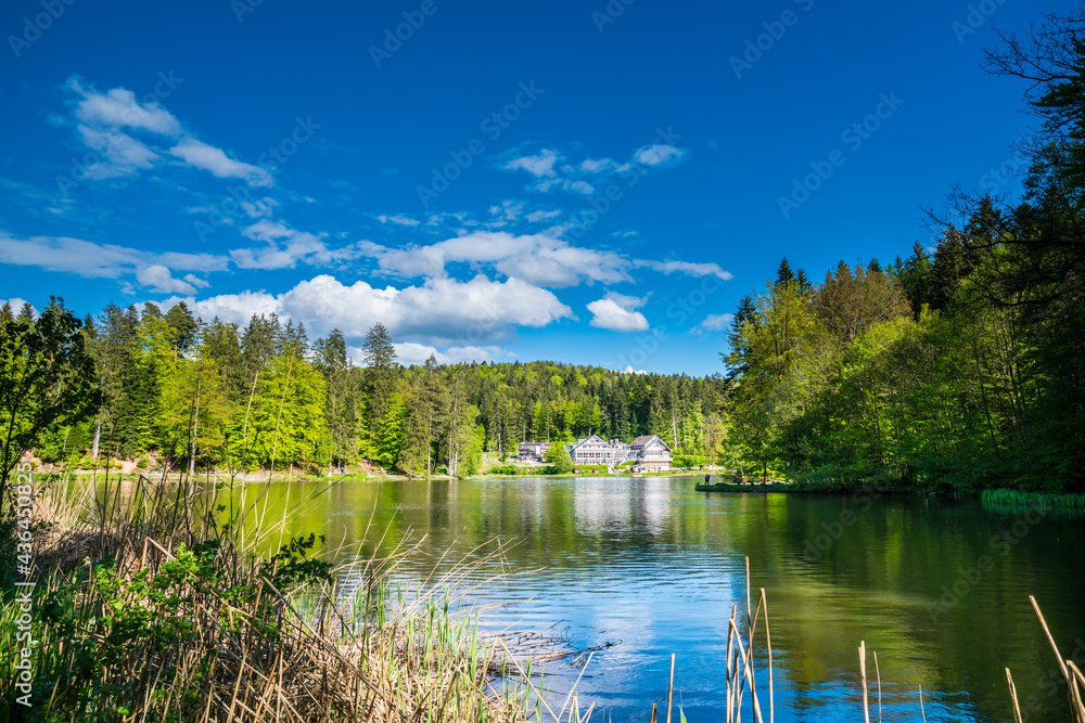 Ebnisee near kaisersbach, an untouched nature reserve lake water in the middle of the green swabian forest in summer Ebnisee near kaisersbach, an untouched nature reserve lake water in the middle of the green swabian forest in summer