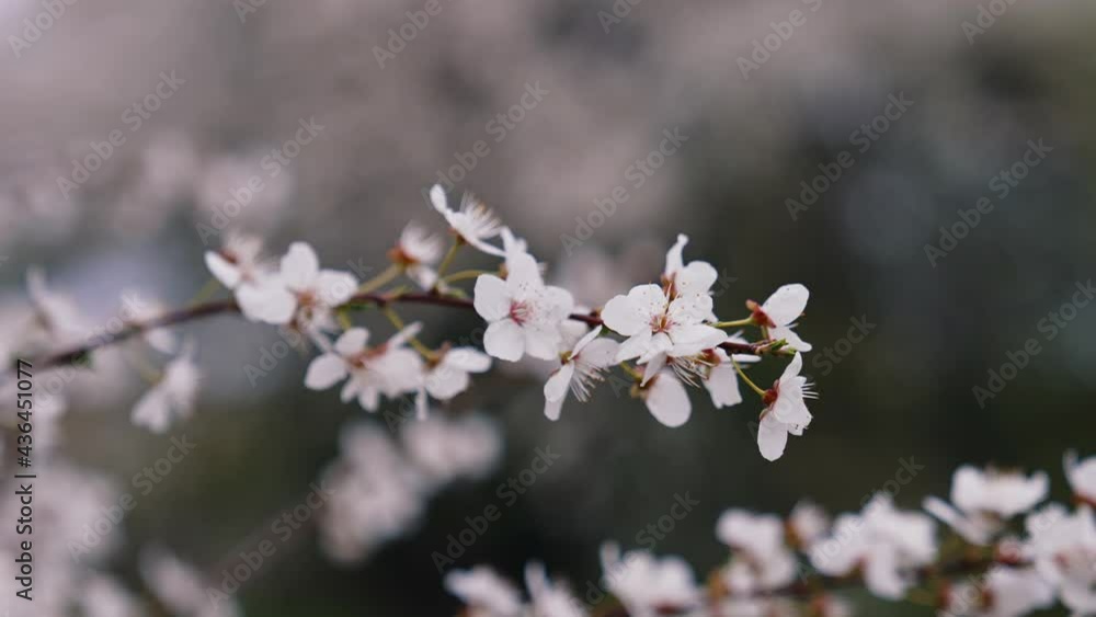 Cherry branch with flowers in spring bloom. Beautiful Japanese branch with blossoms. White flowers of a cherry branch on dark background. Cherry branch with flowers in spring bloom. Beautiful Japanese branch with blossoms. White flowers of a cherry branch on dark background.