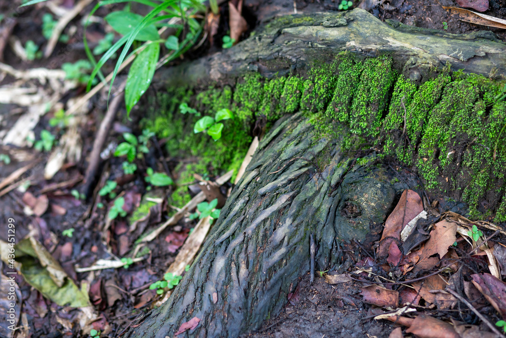 Fototapeta premium The roots of a large tree in a humid forest The shape of the elephant's head and the trunk is mossy, naturally created art. The roots of trees in the Thai forest in summer, but still have moisture.
