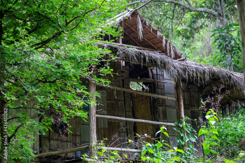 Billede på lærred A decayed bamboo hut in the forest with a thatched roof with unattended grass can be used as a shelter to shelter from the rain while hiking