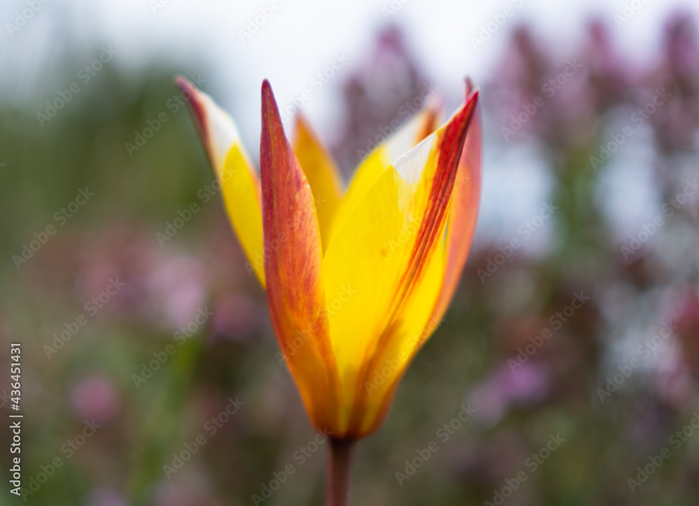 Fototapeta premium tulip fully open