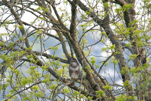 Buzzard sat in a tree
