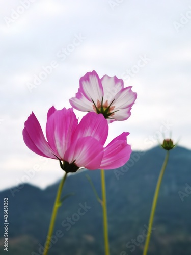 pink cosmos flower